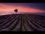 Lavender field and tree