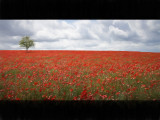 Poppy field and tree v2