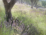 Olive Grove v3