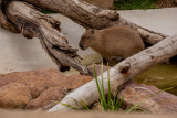 Capybara (Species- Hydrochoerus hydrochaeris) 02.jpg