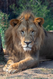 African Lion (Species - Panthera Leo - 01.jpg