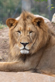 African Lion (Species - Panthera Leo - 04.jpg