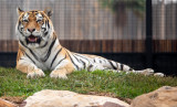 Sumatran Tiger (Species - Panthera Tigris Sumatrae) 01.jpg