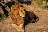 African Lion (Species - Panthera Leo - 06.jpg