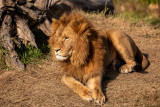 African Lion (Species - Panthera Leo - 07.jpg