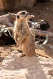 Meerkat (Species- Suricata suricatta) - 05.jpg