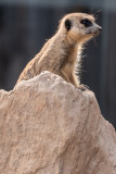 Meerkat (Species- Suricata suricatta) - 06.jpg