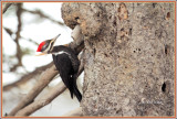 Pileated Woodpecker