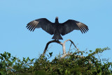 Urubu noir - Black Vulture