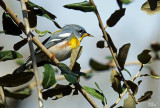 Paruline  collier - Northern Parula