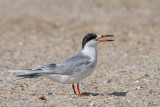 Sterne de Forster - Forsters Tern