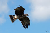 Milan des marais - Snail Kite