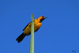 Oriole macul - Spot-breasted oriole