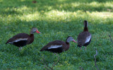 Dendrocygne  ventre noir - Black-bellied Whistling-duck