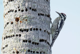 Pic macul - Yellow-bellied sapsucker