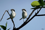 Pie-griche migratrice - Loggerhead Shrike