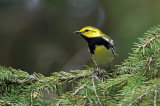 Paruline à gorge noire - Black-throated green warbler