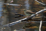 Paruline des ruisseaux - Northern Waterthrush