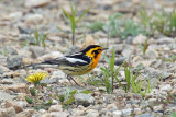 Paruline à gorge orangée - Blackburnian warbler