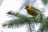 Paruline tigre - Cape May warbler