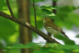 Paruline couronnée - Ovenbird