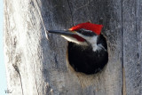 Grand pic - Pileated woodpecker