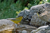 Paruline à calotte noire - Wilson's warbler