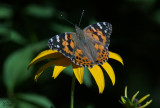Belle-dame - Painted Lady (Vanessa cardui)