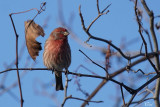 Roselin familier - House finch