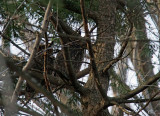 Grand-duc dAmrique -Great Horned Owl