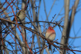 Roselins familier - House finch