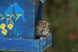 Bruant chanteur - Song Sparrow