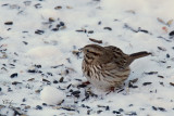 Bruant chanteur - Song Sparrow