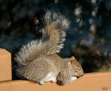 Écureuil gris - Eastern gray squirrel
