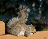 cureuil gris - Eastern gray squirrel