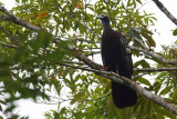 Pnlope siffleuse - Trinidad Piping-Guan