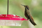 Colibri de Delphine - Brown Violetear