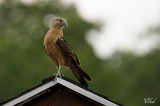 Caracara  tte jaune - Yellow-headed Caracara