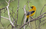 Oriole jaune - Yellow Oriole