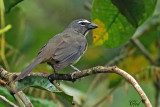 Saltator gris - Grayish Saltator