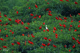 La neigeuse parmi les Ibis rouge - A snowy egret among the Scarlet Ibis