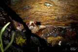 Guacharo des cavernes - Oilbird