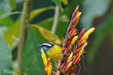 Sucrier  ventre jaune - Bananaquit