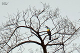 Toucan ariel - Channel-billed Toucan