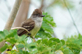 Tyran de Wied - Brown-crested Flycatcher