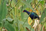 Talve violace - Purple gallinule