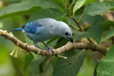 Tangara vque - Blue-gray Tanager