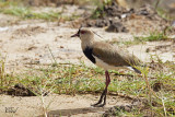 Vanneau tro - Southern Lapwing