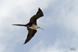 Frgate superbe - Magnificent Frigatebird