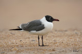 Mouette atricille - Laughing Gull